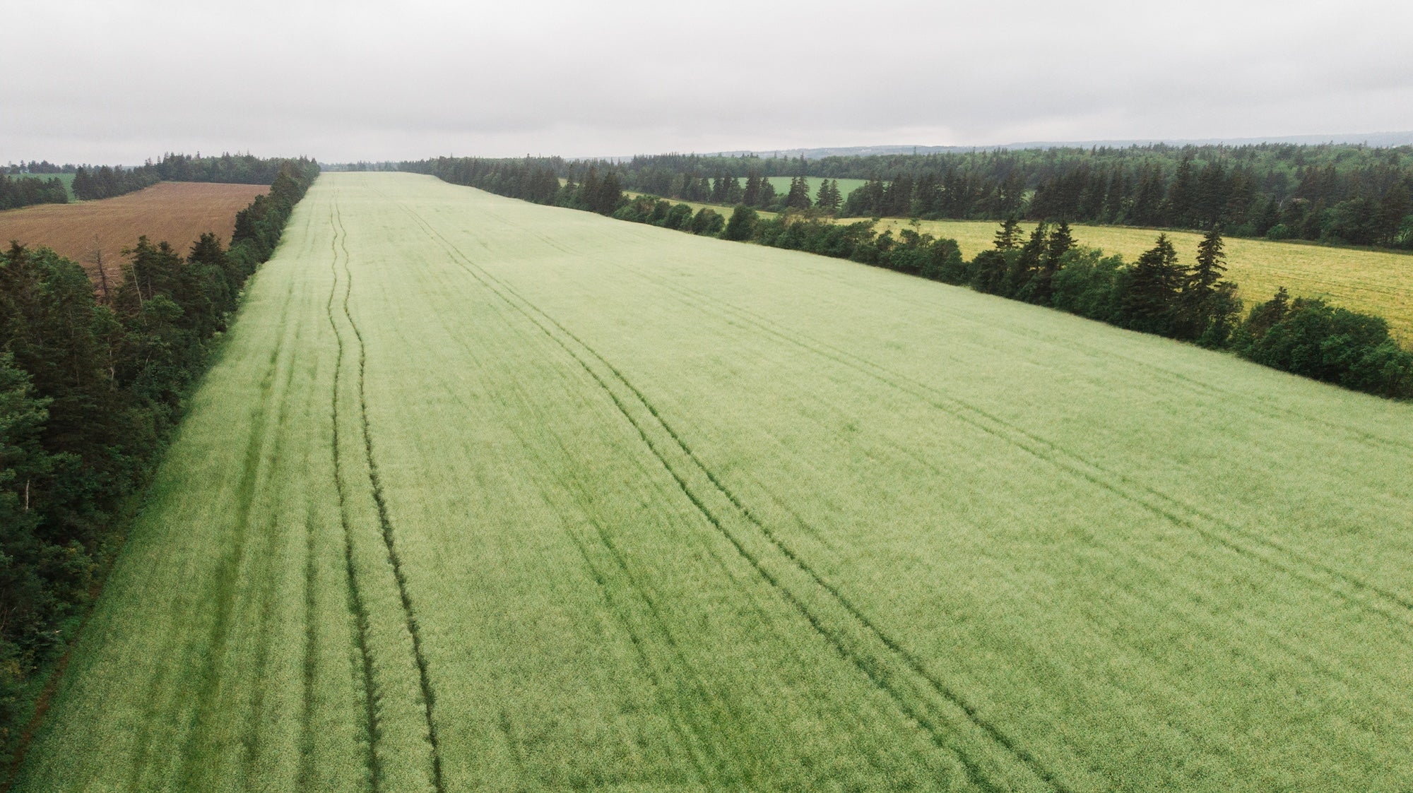 Aerial view of a green field with trees and a clear sky.