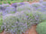 Anne of Green Gables Island Potato Soaps®