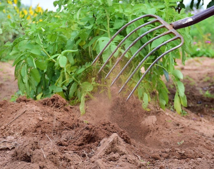 Metal garden fork turning soil in a garden with plants in the background