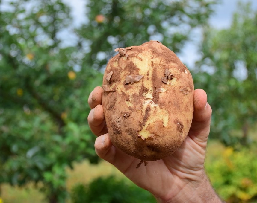 Hand holding a brown potato with a blurred green background