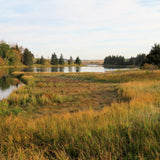 Landscape with a lake surrounded by grassy fields and trees