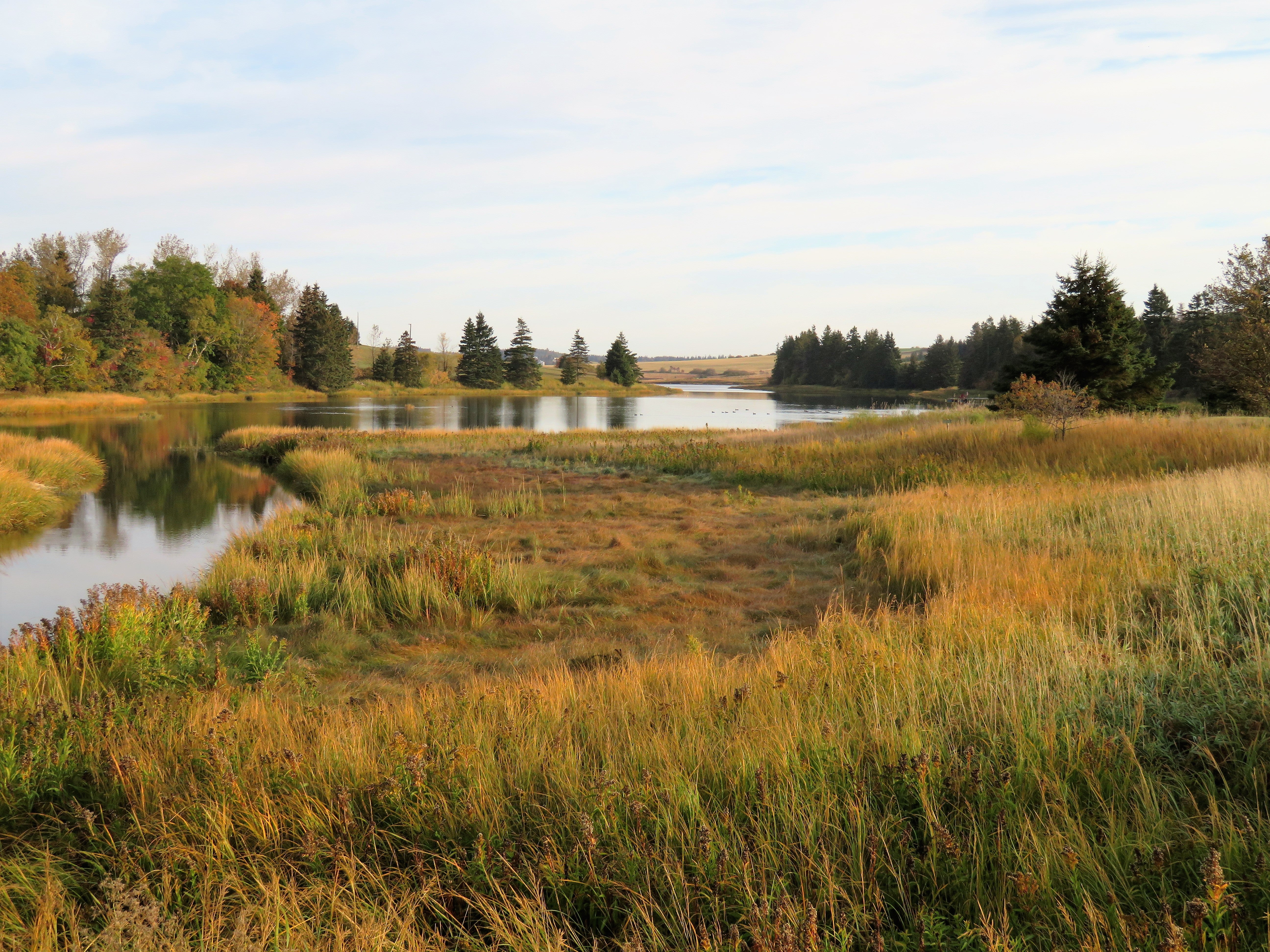 Landscape with a lake surrounded by grassy fields and trees