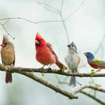 Group of colorful birds perched on a branch with a blurred natural background