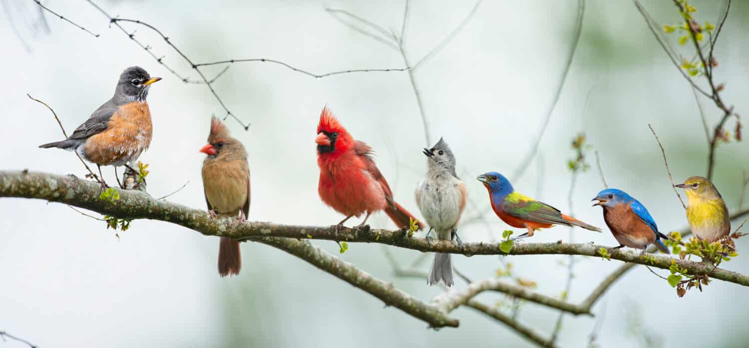 Group of colorful birds perched on a branch with a blurred natural background
