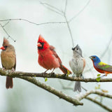 Group of colorful birds perched on a branch with a blurred natural background