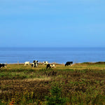 Cows grazing in a field with a clear blue sky and ocean in the background