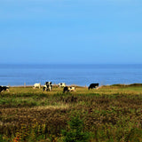 Cows grazing in a field with a clear blue sky and ocean in the background