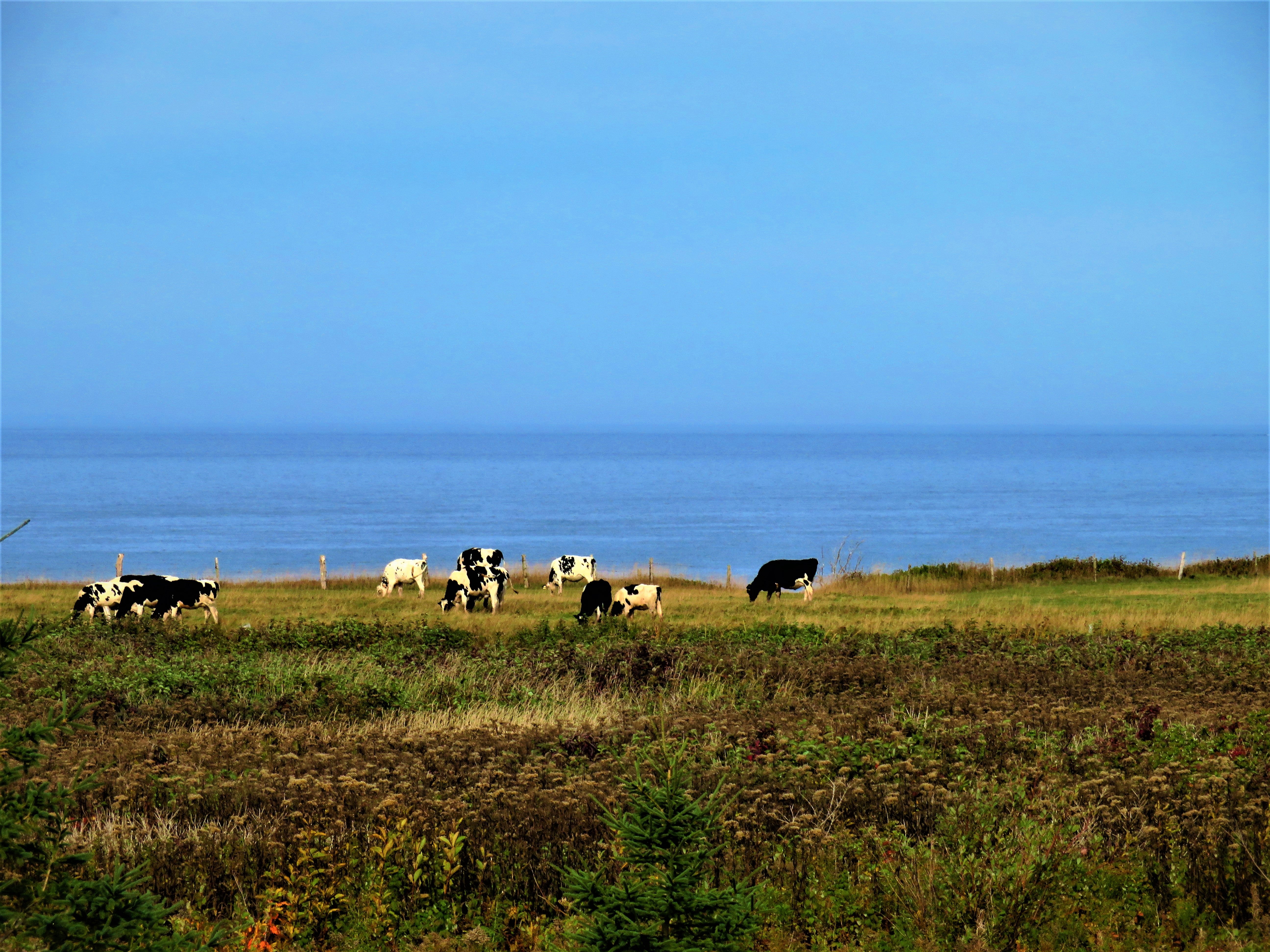 Cows grazing in a field with a clear blue sky and ocean in the background