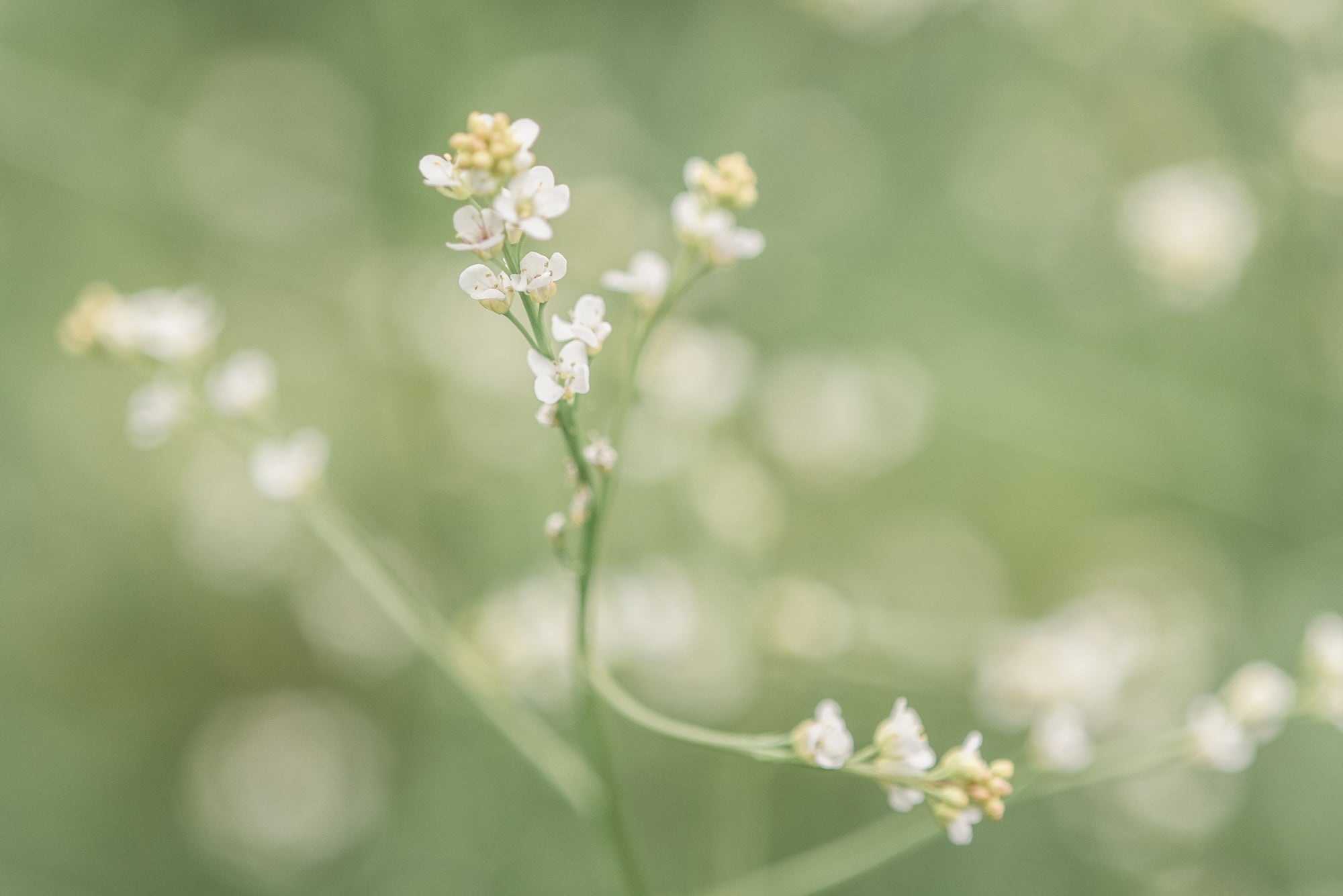 Close-up of a delicate white flower with a blurred green background