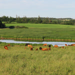 Cows grazing in a lush green field with a pond and trees in the background