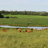 Cows grazing in a lush green field with a pond and trees in the background