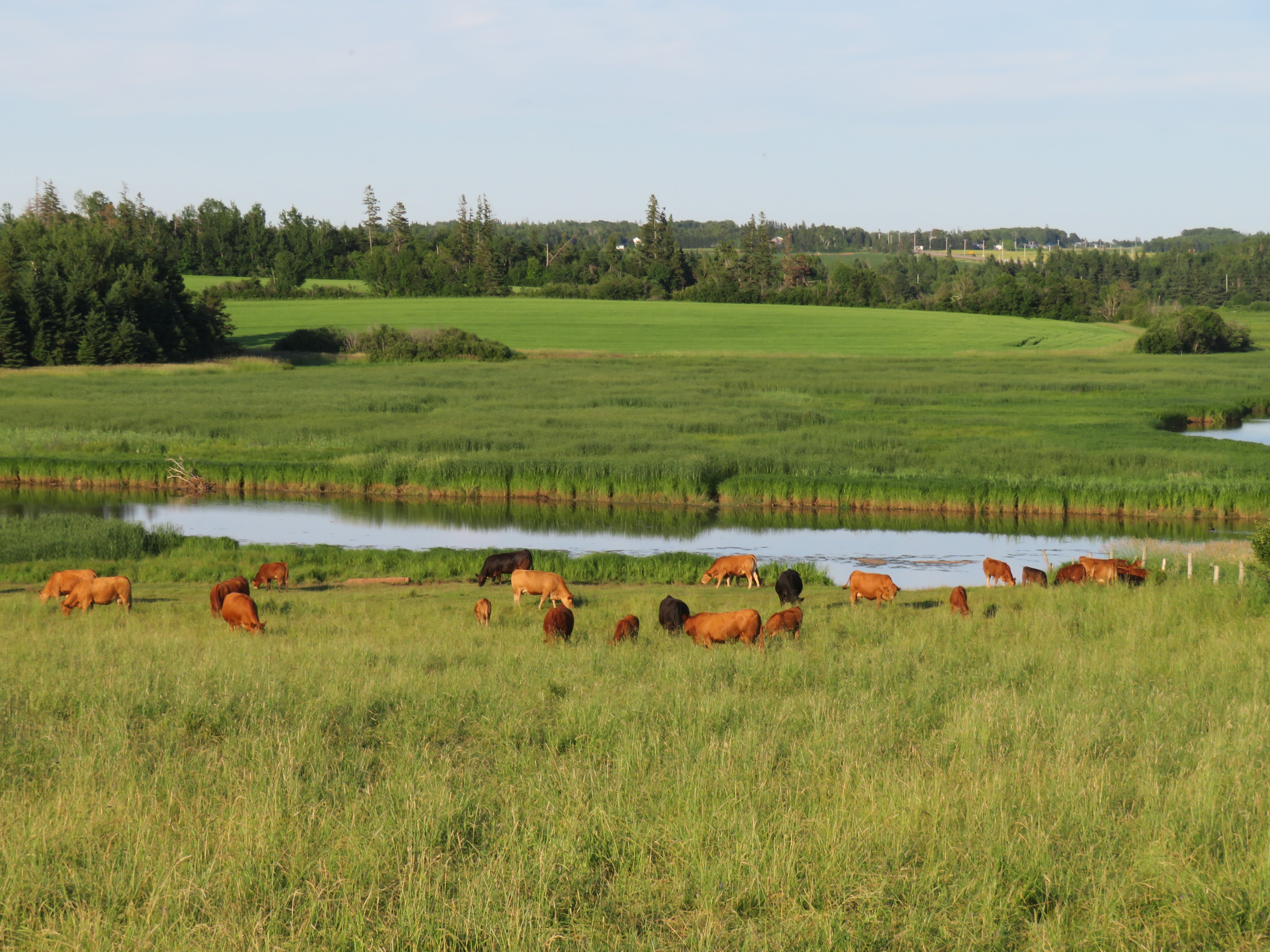 Cows grazing in a lush green field with a pond and trees in the background