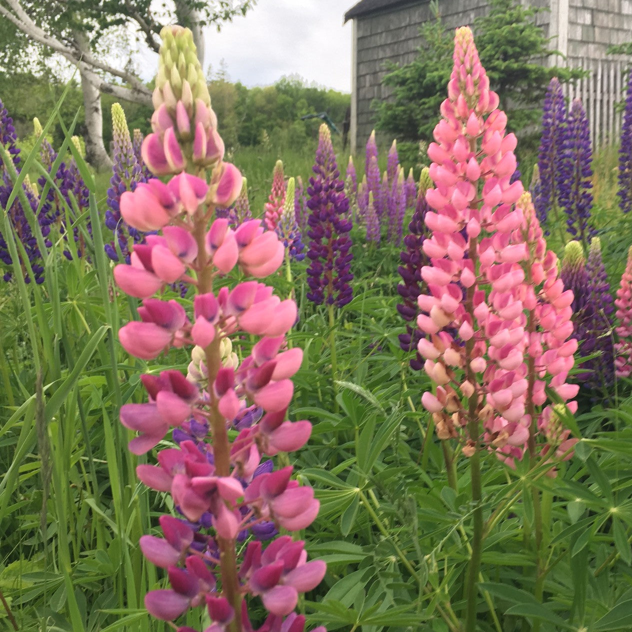 Pink lupine flowers in a field with a rustic building in the background