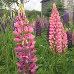 Pink lupine flowers in a field with a rustic building in the background