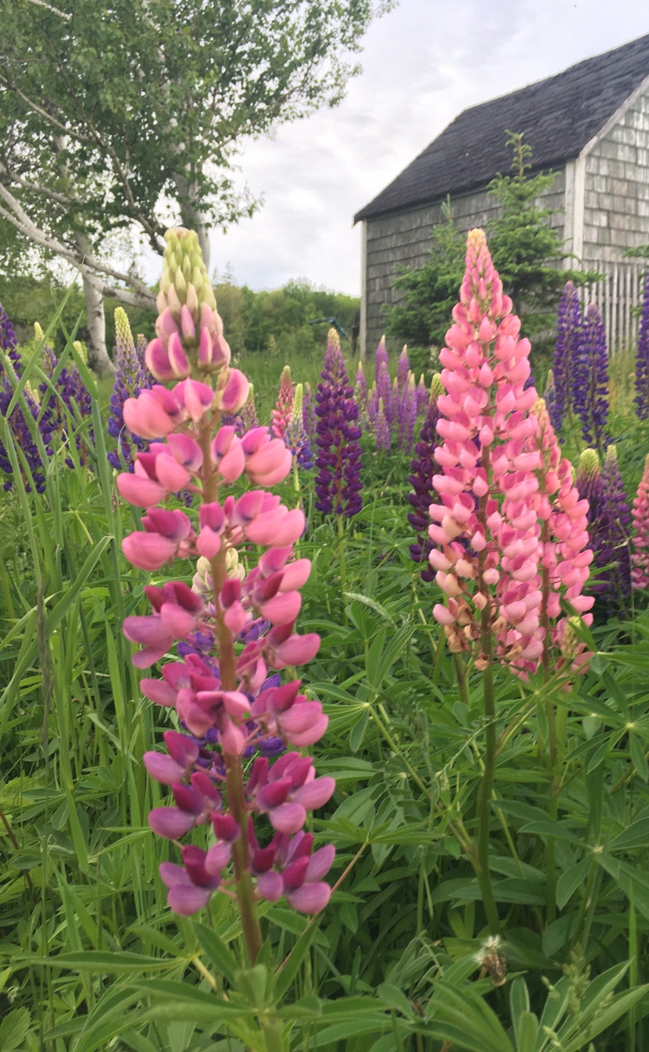 Pink lupine flowers in a field with a rustic building in the background