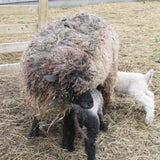 Sheep with a lamb in a pen with straw and wooden fence.