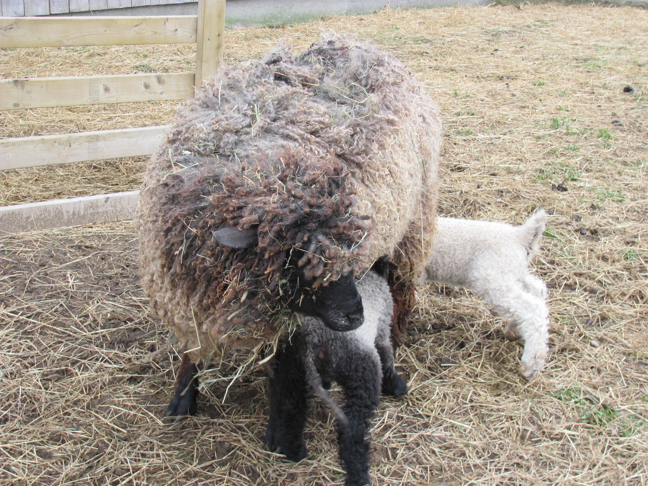 Sheep with a lamb in a pen with straw and wooden fence.