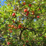 Apple tree with red apples against a blue sky