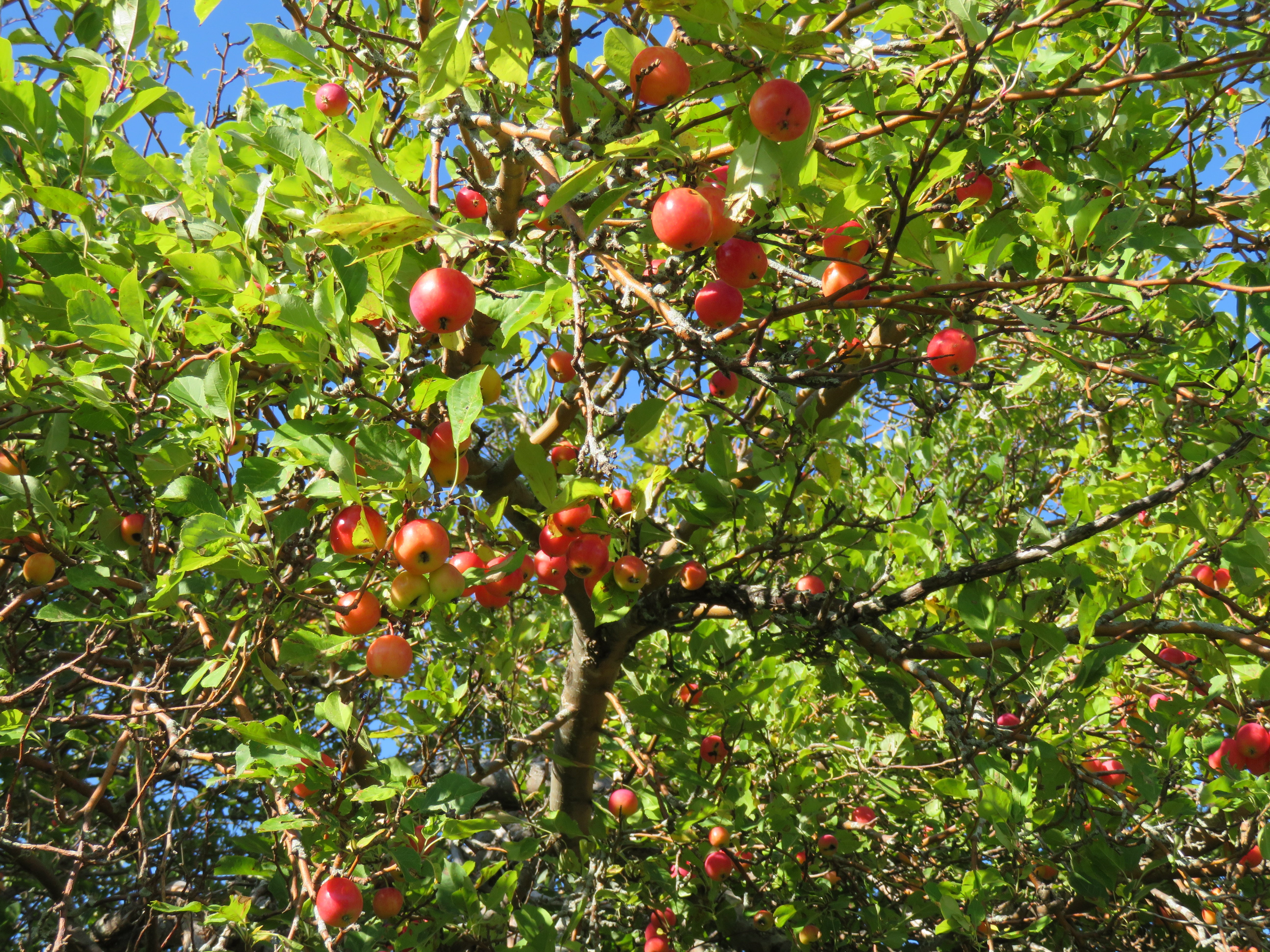 Apple tree with red apples against a blue sky