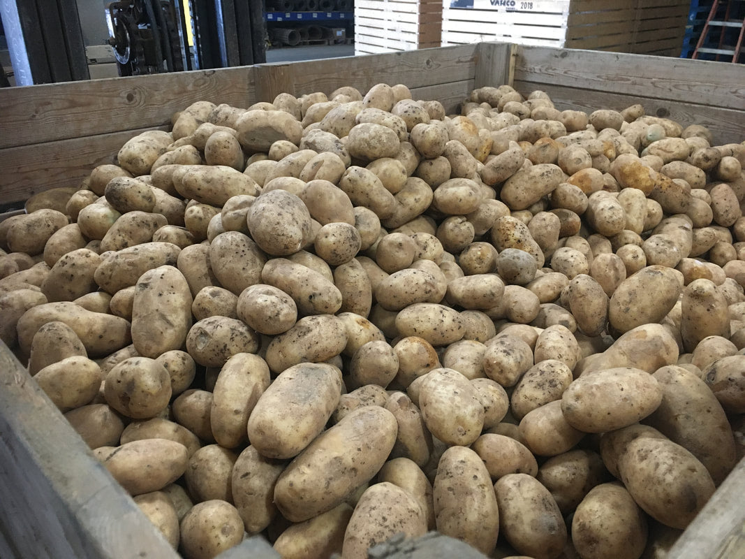 Heap of potatoes in a wooden crate